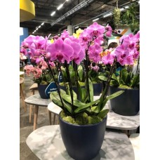 Stunning OrchidArrangement